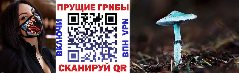 Галлюциногенные грибы GOLDEN TEACHER Берёзовка